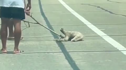 He was so slow that he had to be helped across the road