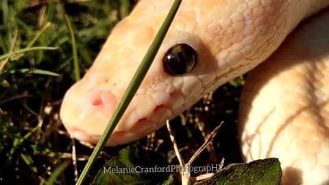 My Gorgeous Danger Noodle - Apollo