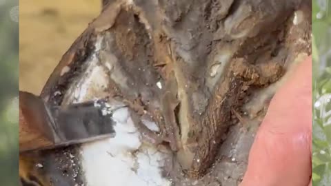 Satisfying Horse Hoof Trimming! #shorts #farrier #satisfying #asmr