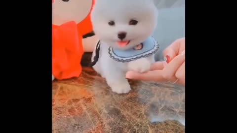 Teacup Pomeranian Compilation Part 3 Animal Funny Video Part 3