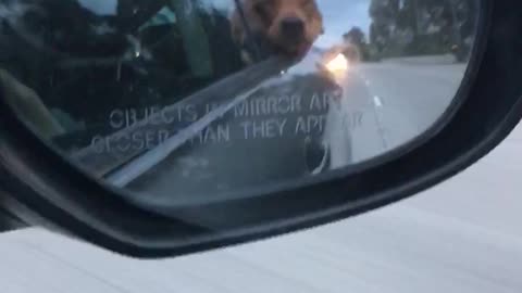 Golden Retriever Floppy Cheeks During Car Ride