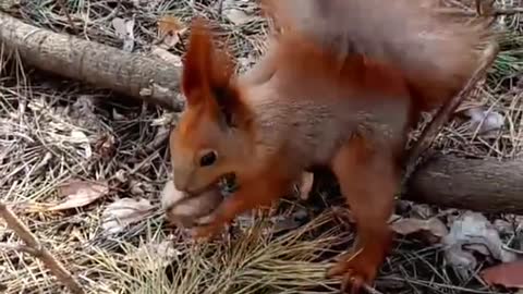 squirrel eats nuts in the forest