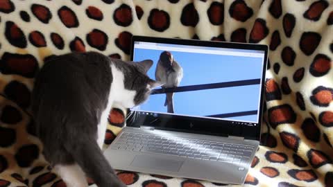 A cat trying to pick up a bird from a computer screen