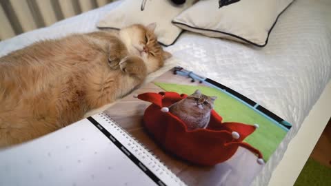 Hosico calendar 2020!(1)