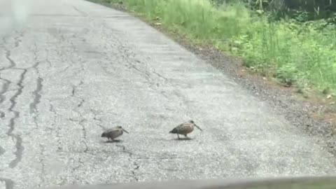 Hadada Ibis: Walking or Dancing in Slow Motion? Watch These Birds Move! 🕺🐦