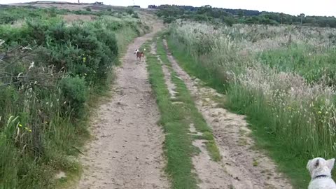 Doggie Diaries #06 - Walking the dogs to Eston Nab