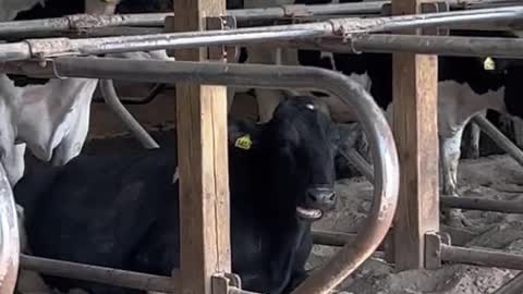 Such happy and comfortable cows!