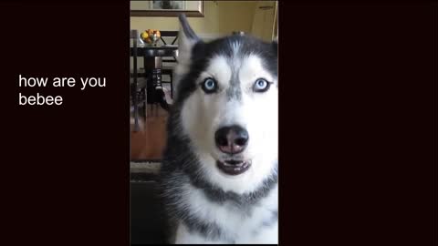 TALKING SIBERIAN HUSKIES DOG