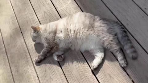 Almond chilling on the deck