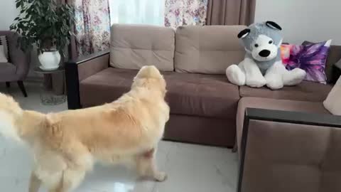 Funny Reaction of a Golden Retriever to a Husky Soft Toy