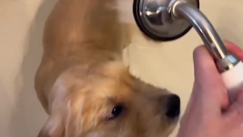 Golden Retriver Bath Time