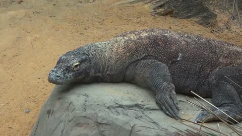 The komodo