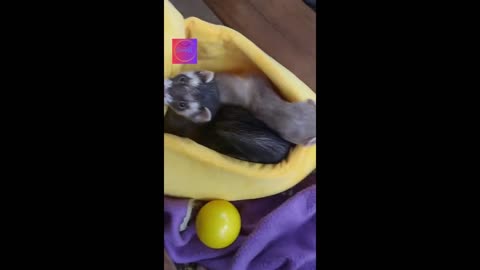 ☃️Funny animals - my new bed