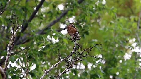 Juvenile American Robin takes Flight