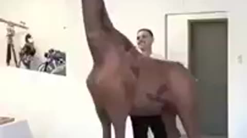 Chocolate camel art - Amazing funny videos