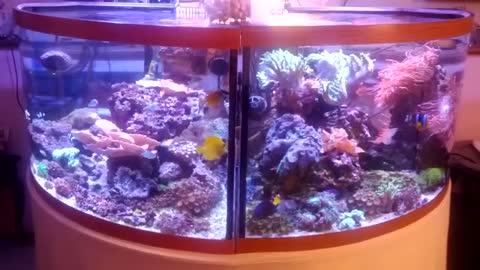 Two corner tank reef system