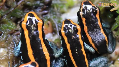 Poison Dart Frog, the Deadliest Poisonous Frog in the World