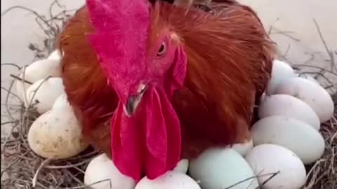 Little Dog Sit on a Rooster Laying Egg