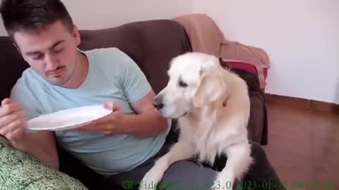 My Dog Reacts to the Invisible Food Challenge