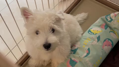 A dog with standing ears