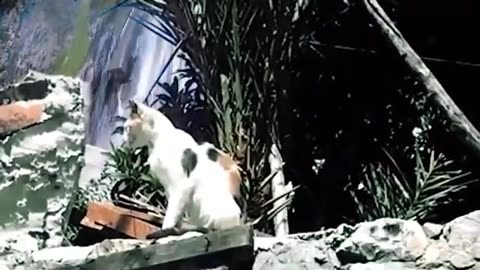 Most Beautiful Patience of Cats Mating on the Tree