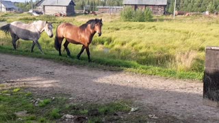 Beautiful horses