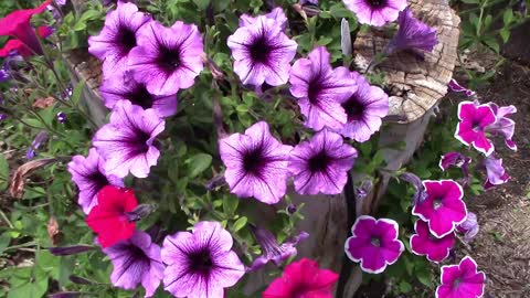 Growing Petunias In A Hollow Log and a Homemade Petunia Tower