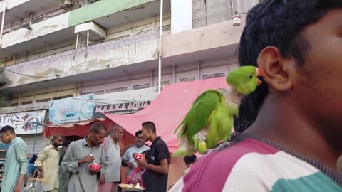 Best parrot. Parrots Doing Funny Things 2