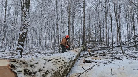 Felling Maple & Analysis, Root Flares