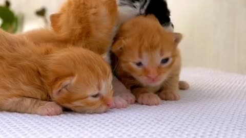 Kitten cubs