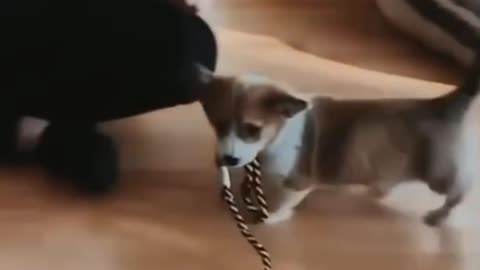 cute puppy is not skip the ball