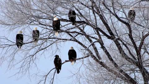 BALD EAGLE VS GOLDEN EAGLE - Which is more powerfull