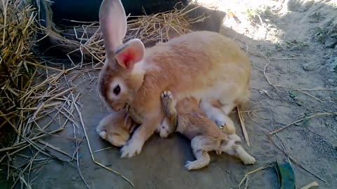 How Baby Rabbits Feeding Milk From Their Mother HD