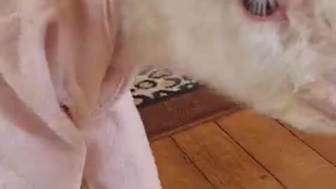 A cute baby lamb shows her new pijamas