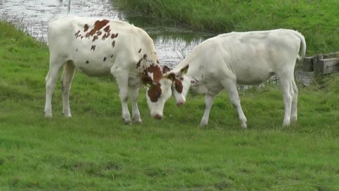 Cow Cattle Animal Mammal Fight Meadow Farm Grass