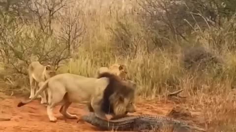 Many lion Catch Crocodile #Shorts