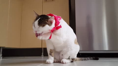 A Lovely White Cat | Washing Hands After Breakfast | Why do cats Wash so much?