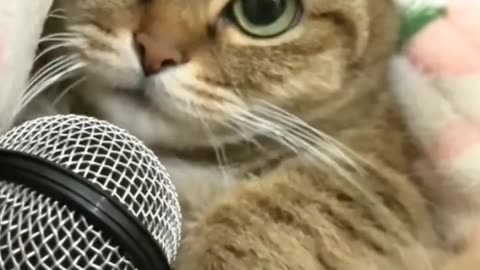 Cute Cats Video _--_shorts _cats _cute _cutecat