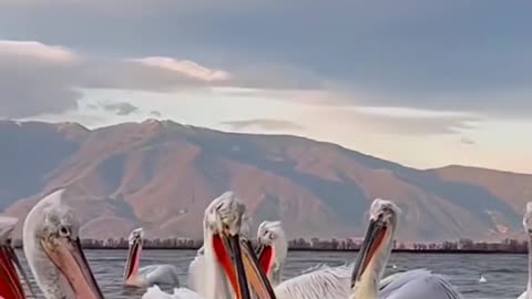 The big-billed white pelican