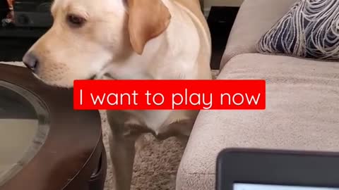 Dog funny video😂😂😂