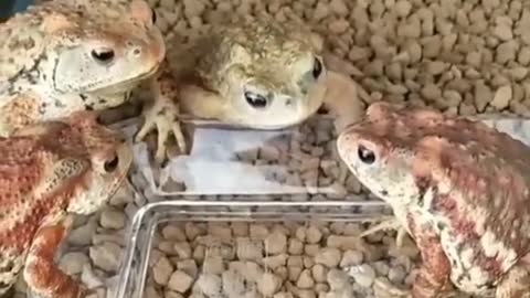 Frog insects eating competition