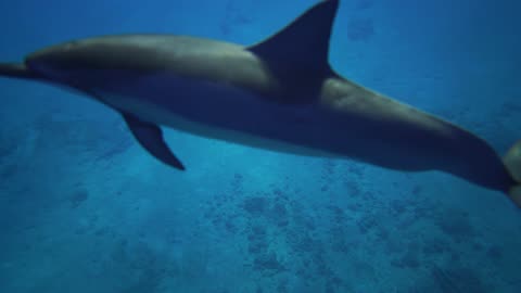 The Symphony of Sound: Listening to the Music of Underwater Wildlife