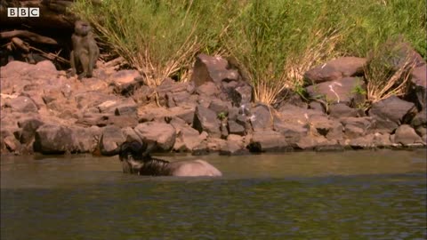 Underwater Ambush from Croccodile | BBC Earth