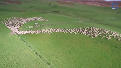 Mesmerizing Mass Sheep Herding - West to East