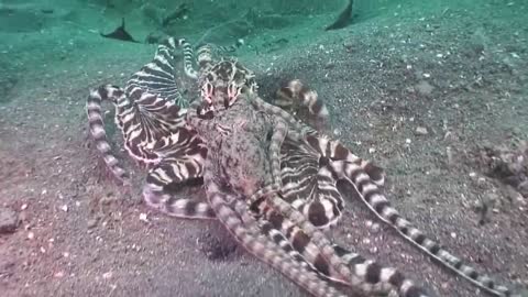 Octopus needs love too.