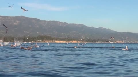 Pelican Feeding Frenzy