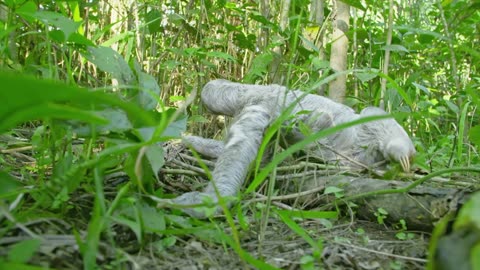 Why Sloth Fur is Perfect for an Upside-Down Life 🦥 Gorgona Snake Prison Island Smithsonian Channel