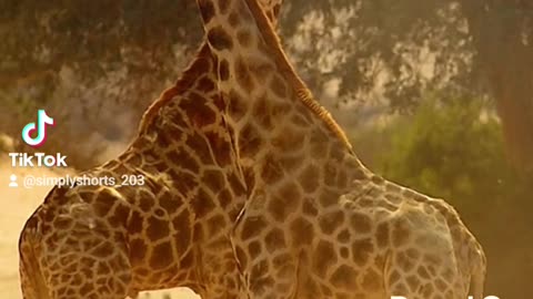 Giraffes fighting 🤣‼️must watch‼️ #funnyanimals #funnyvideos #funny #viral