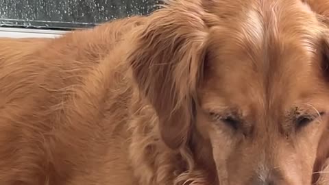 Buddy the Dog Locks Angus the Cat in the Shower