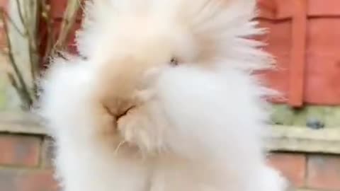 Beautiful rabbit